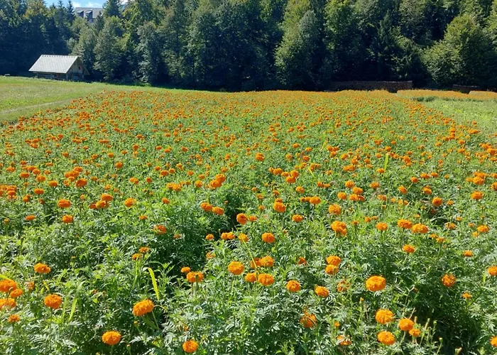 Apartma Markelj Radovljica