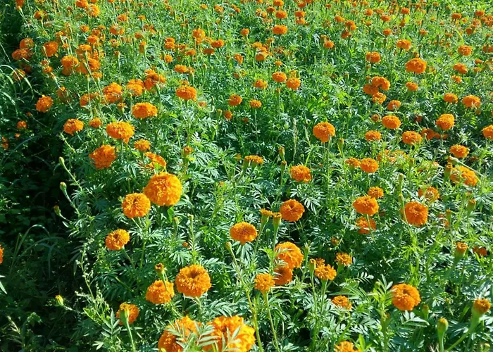 Lejlighed Apartma Markelj *